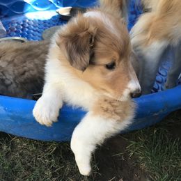 Collie Puppies from Gem Stone Collies