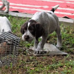 Berger Picard and German Wirehaired Pointer Puppies from Double D Picards and GWPs