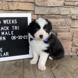 Boy 3 Blue Collar - Black Toy Australian Shepherd puppy in Deridder, Louisiana from AussieSmiths