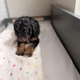 Cavapoo and Goldendoodle Puppies from Dori