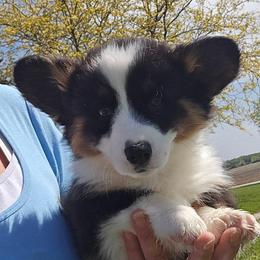 Bobby-Fluffy - Black and tan male American Corgi puppy in Walker, Iowa from Double K Corgis