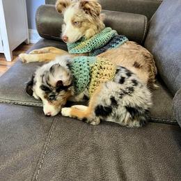 Toy Australian Shepherd Puppies from Kickapoo Creek Toy Aussies