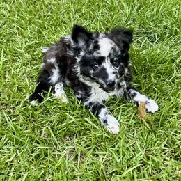 Girl 2 - Black merle female Mudi puppy in Raeford, North Carolina from Wodan Kennels
