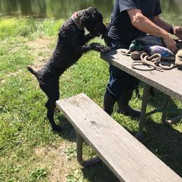 Aussiedoodle Puppies from Windbush