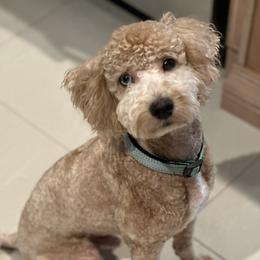 Vicerys - Goldendoodle