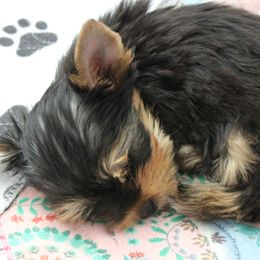 Yorkshire Terriers from Madame Yorkie