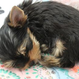 Yorkshire Terriers from Madame Yorkie
