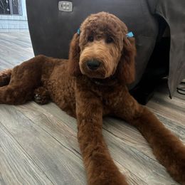 Goldendoodle All Grown Up from Sisters Doodles