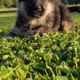 German Shepherd Puppies from Spruce Valley German Shepherds