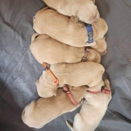 Golden Retriever and Labrador Retriever Puppies from Storm Chasers Retrievers