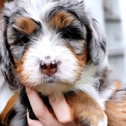 Bernedoodles from Ever After Doodles