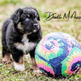 Breeze - Black tri-color female Australian Shepherd puppy in Olivehurst, California from Double M Aussies