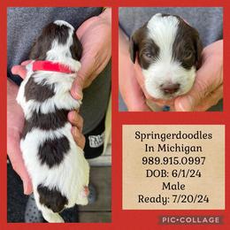 English Springer Spaniel and Springerdoodle Puppies from Springerdoodles In MI