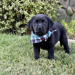 Labrador Retriever Puppies from Sugarpine Labradors