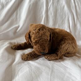 Axel - Red  male Poodle puppy in Colerain, North Carolina from Lisa's Poodles