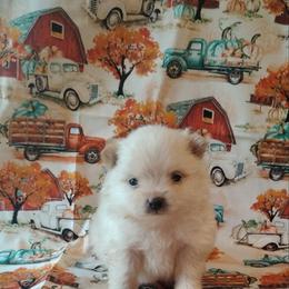 Snowball - White male Pomeranian puppy in Northport, Alabama from 007 Hamilton Pomeranians