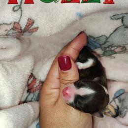 Holly - Tri-colored female Pomeranian puppy in Illinois from Maribel Poms
