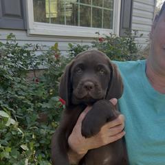 Thor - Chocolate male Labrador Retriever puppy in Norway, South Carolina from Shannon's Labrador Retrievers
