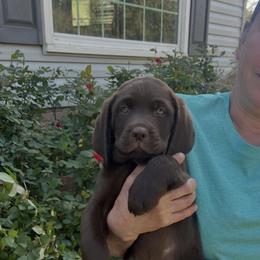Thor - Chocolate male Labrador Retriever puppy in Norway, South Carolina from Shannon's Labrador Retrievers
