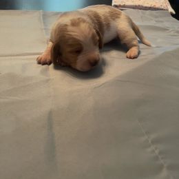Boy 2 - Lemon and white male Basset Hound puppy in Woodruff, South Carolina from LONG EARS FARM AKC BASSET HOUNDS