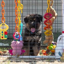 German Shepherd Puppies from vom Gannett