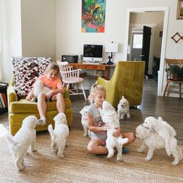 Poodle Puppies from Elysee Standard Poodles