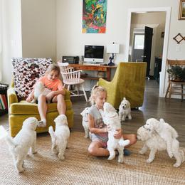 Poodle Puppies from Elysee Standard Poodles