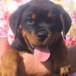 Girl 4 - Black and mahogany female Rottweiler puppy in De Witt, Iowa from Irish Eyes Kennels