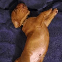 Dogue de Bordeaux Puppies from Toni  Young