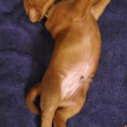 Dogue de Bordeaux Puppies from Toni  Young
