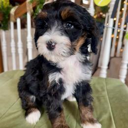 Ariana - Tri-color female Bernedoodle puppy in Royse City, Texas from Platinum Bernedoodles of Texas