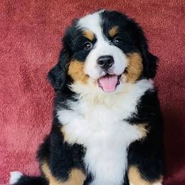 Gray Collar Girl - Black rust and white female Bernese Mountain Dog puppy in Bristol, Tennessee from Holston Hollow Farm