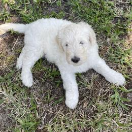 Goldendoodle Puppies from Bianca Bleu Goldendoodles