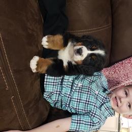 Bernese Mountain Dog Puppies from Swamp Creek Berners