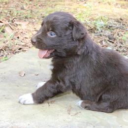 Ant - Red tri-color male Australian Shepherd puppy in Macon, Georgia from Shaina’s Shepherds