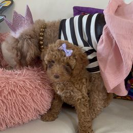 Poodle Puppies from Red toy poodles