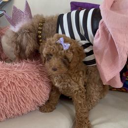 Poodle Puppies from Red toy poodles