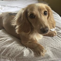 Dachshund Puppies from Little Kisses Doxies