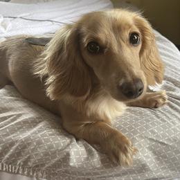 Dachshund Puppies from Little Kisses Doxies