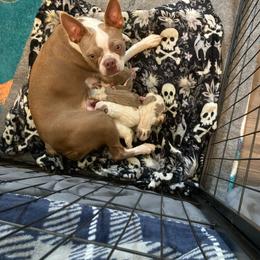Boston Terrier puppies from Nettles Nuggets