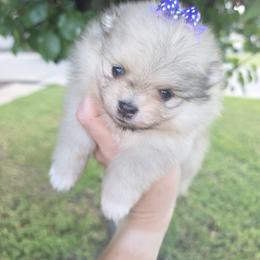 Dazzy - Cream sable female Pomeranian puppy in Anna, Texas from Fantasy Pomeranians & Fantasy Aussies