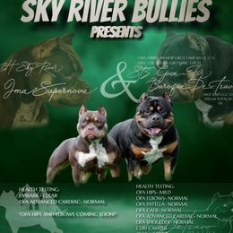 American Bully puppies from Sky River Bullies