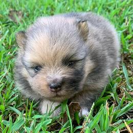 Chocolate sable Merle - Chocolate merle male Pomeranian puppy in Gadsden, Alabama from Rich Cat’s