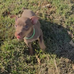 Charlie - Green collar - male Miniature Pinscher puppy in Ethridge, Tennessee from Liberty Hill Farm