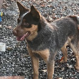 Australian Cattle Dogs and Dachshunds from Kari's Dachshunds and Heelers