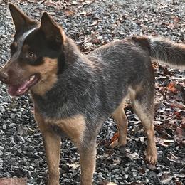 Australian Cattle Dogs and Dachshunds from Kari's Dachshunds and Heelers