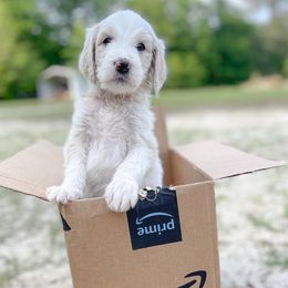 Goldendoodles from Pack Street Pups