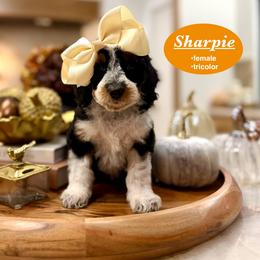 Sharpie - Tri-color female Bernedoodle puppy in Jackson, Mississippi from T.M. Poodles & Doodles