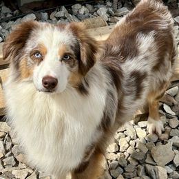 Lincoln - Red merle Miniature Australian Shepherd puppy in Somerset, Kentucky from Natural Life Ranch