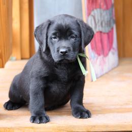Labrador Retriever Puppies from Pure Joy Labradors